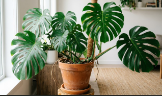 Indoor plants thriving
