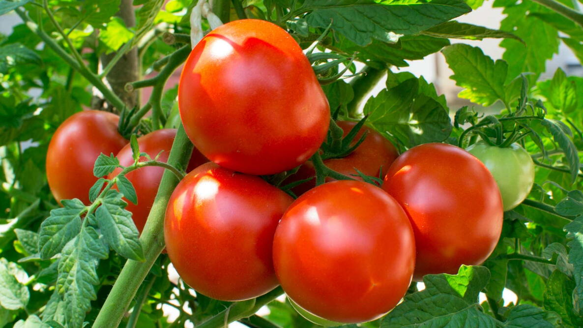 Vegetable garden